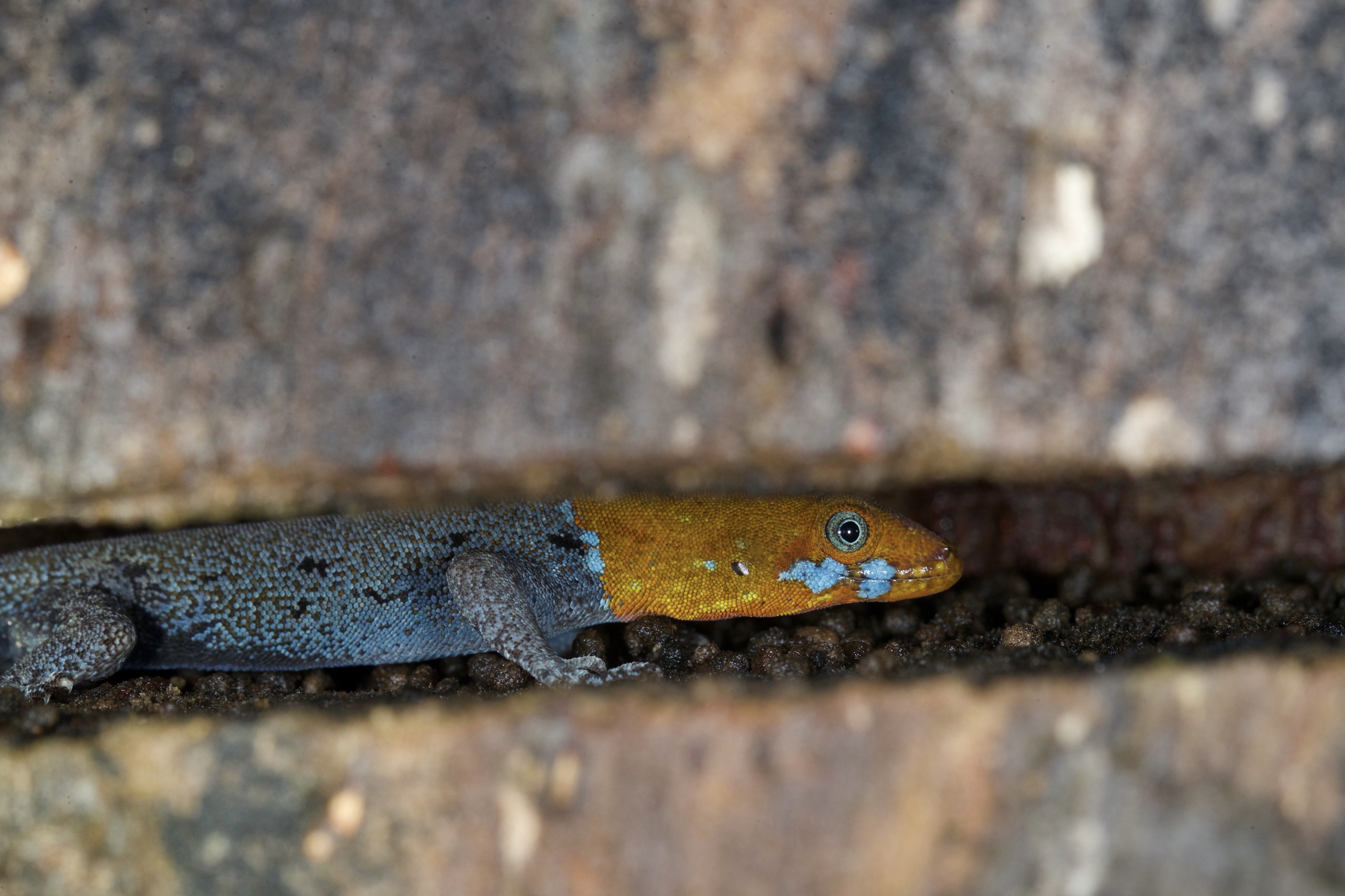 Herps of OneK Private Nature Reserve