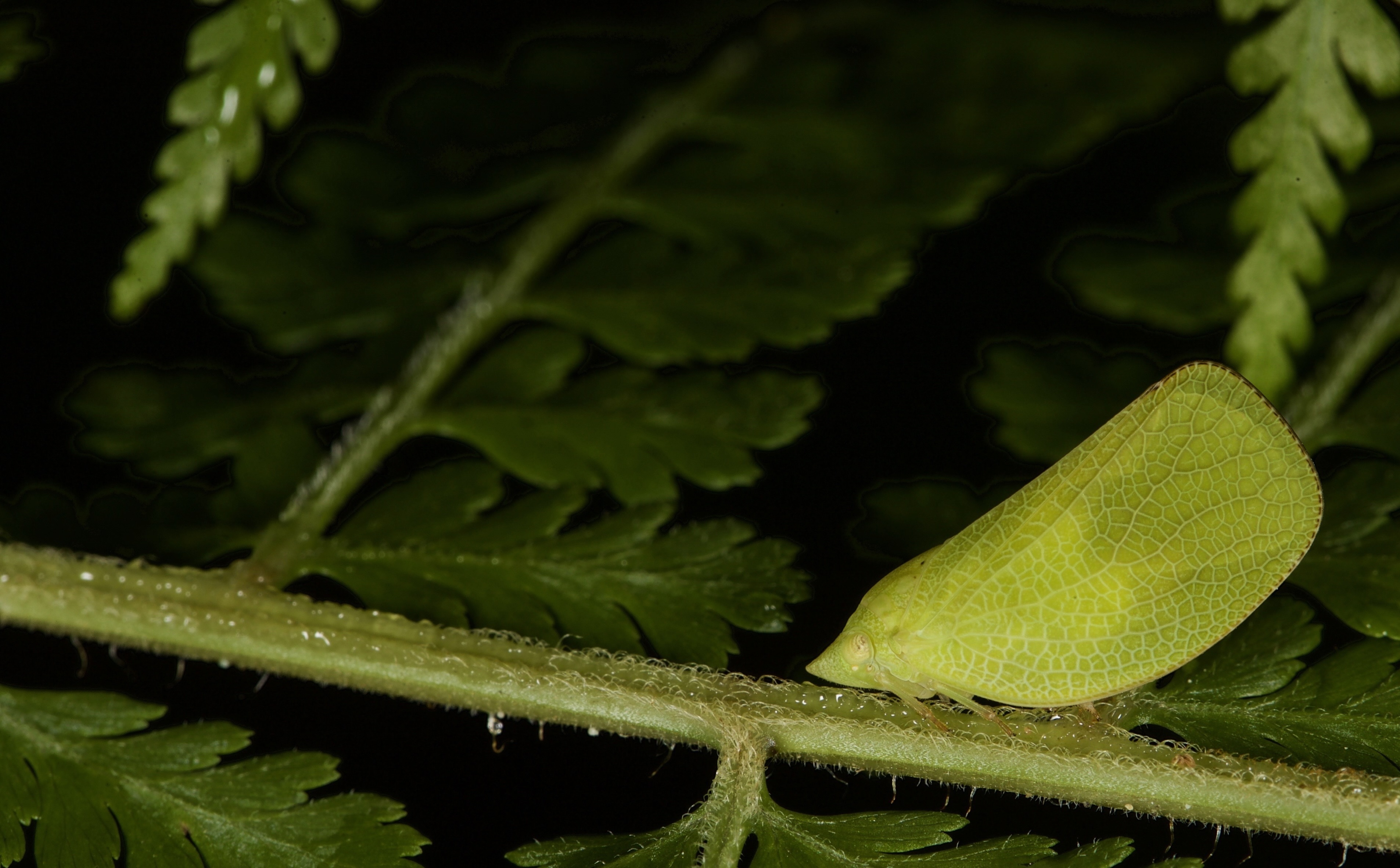 Insects of OneK Private Nature Reserve