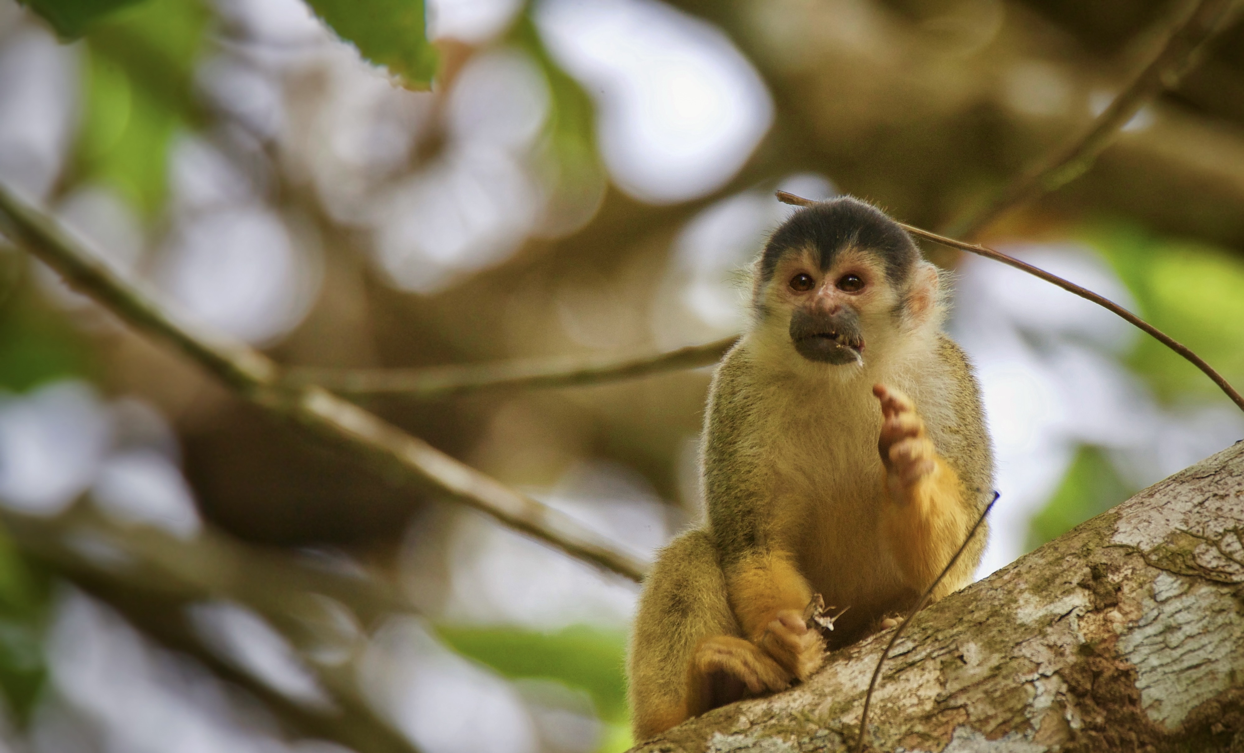 Mammals of OneK Private Nature Reserve